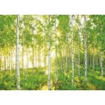 Komar 8-519 Sunday Fototapeta Břízy National Geographic rozměry 368x254 cm – Zboží Dáma