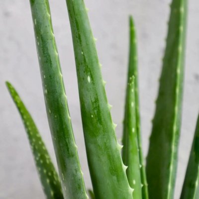 Aloe Vera – Hledejceny.cz