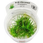 Eriocaulon cinereum – Zbozi.Blesk.cz