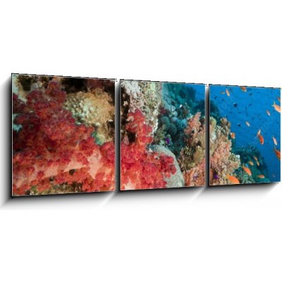 Obraz 3D třídílný - 150 x 50 cm - Marine life in the Red Sea. Mořský život v Rudém moři. – Zboží Mobilmania