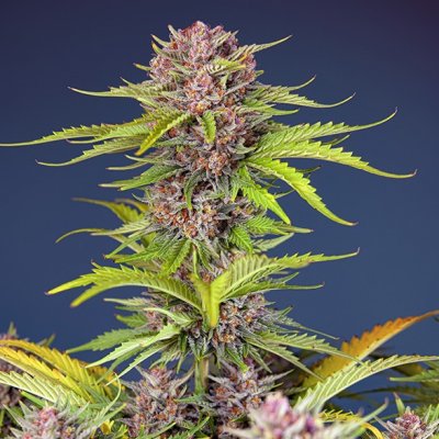 Sweet Seeds Mimosa Bruce Banner XL AUTO semena neobsahují THC 3 ks – Zboží Dáma
