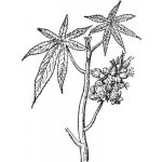 Alteya Ricinový olej 100% Bio 50 ml – Sleviste.cz