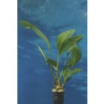 Anubias congensis - Anubis konžský – Zboží Dáma