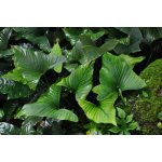 Anubias gracilis – Zboží Dáma