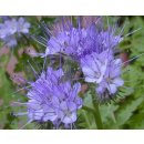 Svazenka vratičolistá - Phacelia tanacetifolia - pro včely - 50 ks