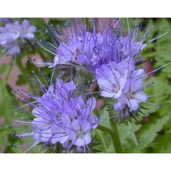 Svazenka vratičolistá - Phacelia tanacetifolia - pro včely - 50 ks