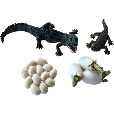 Animal Life životní cyklus Krokodýl