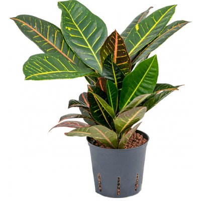 Nieuwkoop Codiaeum mix, průměr 13 cm - hydroponie Kroton, podivec pestrý – Hledejceny.cz