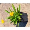 Květina Coreopsis grand. 'Illico®' Velikost hrnku: 2l černý