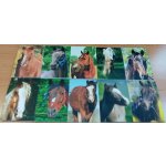 Wiky Notes lepený Pes MINI 6 x 8,5 cm 40 listů – Zboží Živě