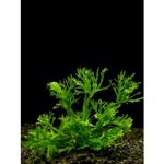 Microsorum pteropus Windelov – Zboží Dáma