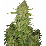 420 Fast Buds Papaya Cookies AUTO semena neobsahují THC 1 ks – Sleviste.cz