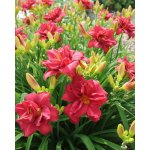 Denivka 'Double Firecracker' 1 ks – Zboží Dáma