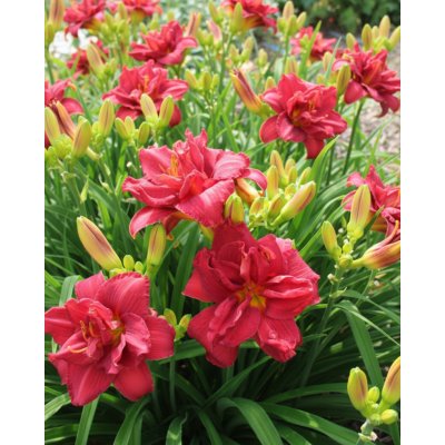 Denivka 'Double Firecracker' 1 ks – Zboží Dáma