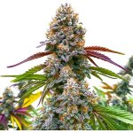 Blimburn Seeds Critical Daddy Purple semena neobsahují THC 3 ks – Sleviste.cz
