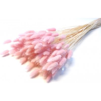 Sušený lagurus (králičí ocásek) baby pink – Zboží Mobilmania