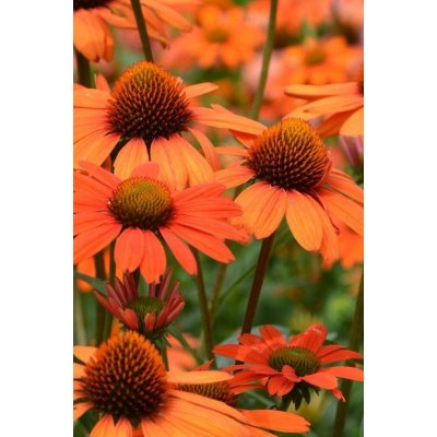 GREENBOSS FLOWER Echinacea 'Papallo Classic Orange' Průměr květináče: 9 až 12 cm – Zboží Mobilmania