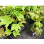TSUGA Parthenocissus tricuspidata - Přísavník trojcípý – Hledejceny.cz