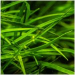 Eriocaulon sp Vietnam – Zboží Mobilmania