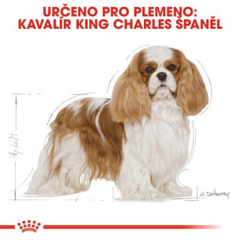 Royal Canin Cavalier King Charles Adult 1,5 kg od 230 Kč - Heureka.cz