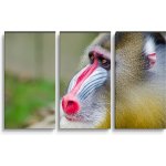 Sablio Obraz - 3-dílný Mandril - 120x80 cm – Hledejceny.cz