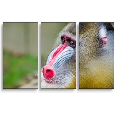 Sablio Obraz - 3-dílný Mandril - 120x80 cm – Hledejceny.cz