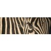 Tapety WEBLUX Fototapeta do kuchyně fólie Zebra - 17807790 zebra fur black and bělet rozměry 180 x 60 cm