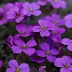 Tařička zahradní fialová Aubrieta hybrida semena tařičky 200 ks – Hledejceny.cz
