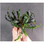 Bucephalandra Biblis Blue Sky – Sleviste.cz
