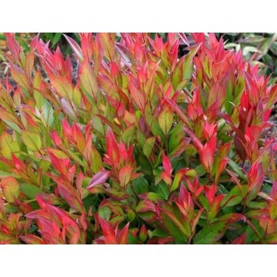 LEUCOTHOE LITTLE FLAMES – Hledejceny.cz