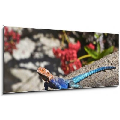 Skleněný obraz 1D panorama - 120 x 50 cm - Red-headed Rock Agama on rock Červené – Zboží Mobilmania