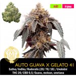 Green House Seeds Auto Guava x Gelato 41 Feminizováno semena neobsahují THC 1 ks – Zboží Dáma