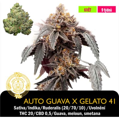 Green House Seeds Auto Guava x Gelato 41 Feminizováno semena neobsahují THC 1 ks – Zboží Dáma