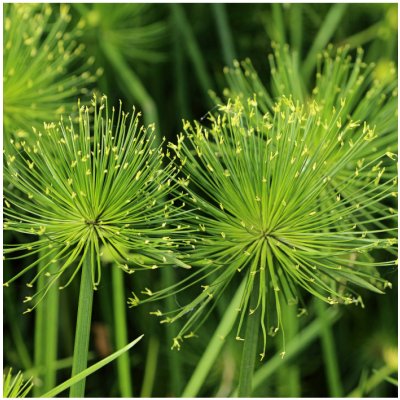 Papyrus - Cyperus papyrus - prodej semen - 8 ks