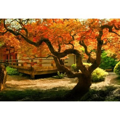 WEBLUX 37314697 Samolepka fólie Tree in an Asian Garden Strom v asijské zahradě rozměry 145 x 100 cm – Hledejceny.cz