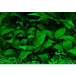 Anubias barteri nana – Zboží Dáma