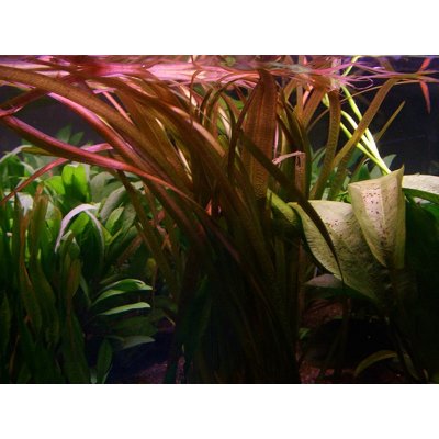 Vallisneria spiralis red – Zboží Dáma