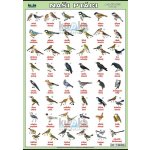 nakladatelství Kupka Naši ptáci A3 (42x30 cm), bez lišt – Zboží Dáma