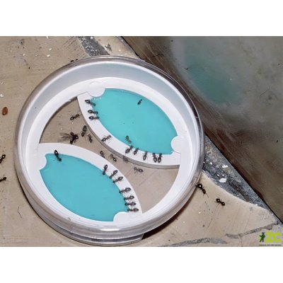 Neudorff Loxiran mravenčí bufet (2ks) – Zboží Mobilmania