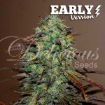 Delicious Seeds Eleven Roses Early Version semena neobsahují THC 1 ks – Hledejceny.cz