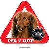 Autovýbava Grel nálepka na plech pozor pes v autě jezevčík dlouhosrstý