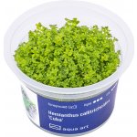 Hemianthus callitrichoides Cuba – Zboží Mobilmania