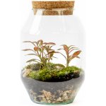 Gardners Skleněná dóza Verbena s korkovým špuntem, 22x14 cm - osázené vlhkomilně – Hledejceny.cz