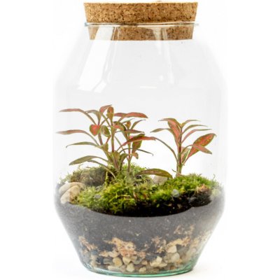 Gardners Skleněná dóza Verbena s korkovým špuntem, 22x14 cm - osázené vlhkomilně – Hledejceny.cz