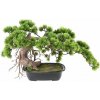 Květina Umělý Bonsai borovice v květináči, 37cm