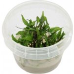 Cryptocoryne wendtii Green – Zboží Dáma