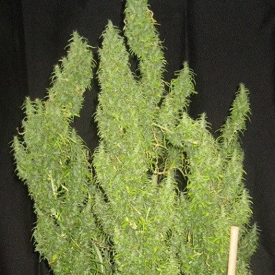 Ace Seeds Thai regular semena neobsahují THC 10 ks – Hledejceny.cz