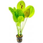 Echinodorus Yellow Sun - Šípatkovec Yellow Sun – Zbozi.Blesk.cz