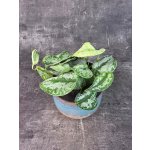 Scindapsus Peasun 12 cm (Převislá pokojovka s kožovitými listy) – Sleviste.cz