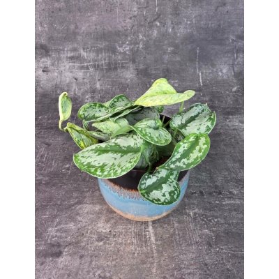 Scindapsus Peasun 12 cm (Převislá pokojovka s kožovitými listy) – Sleviste.cz